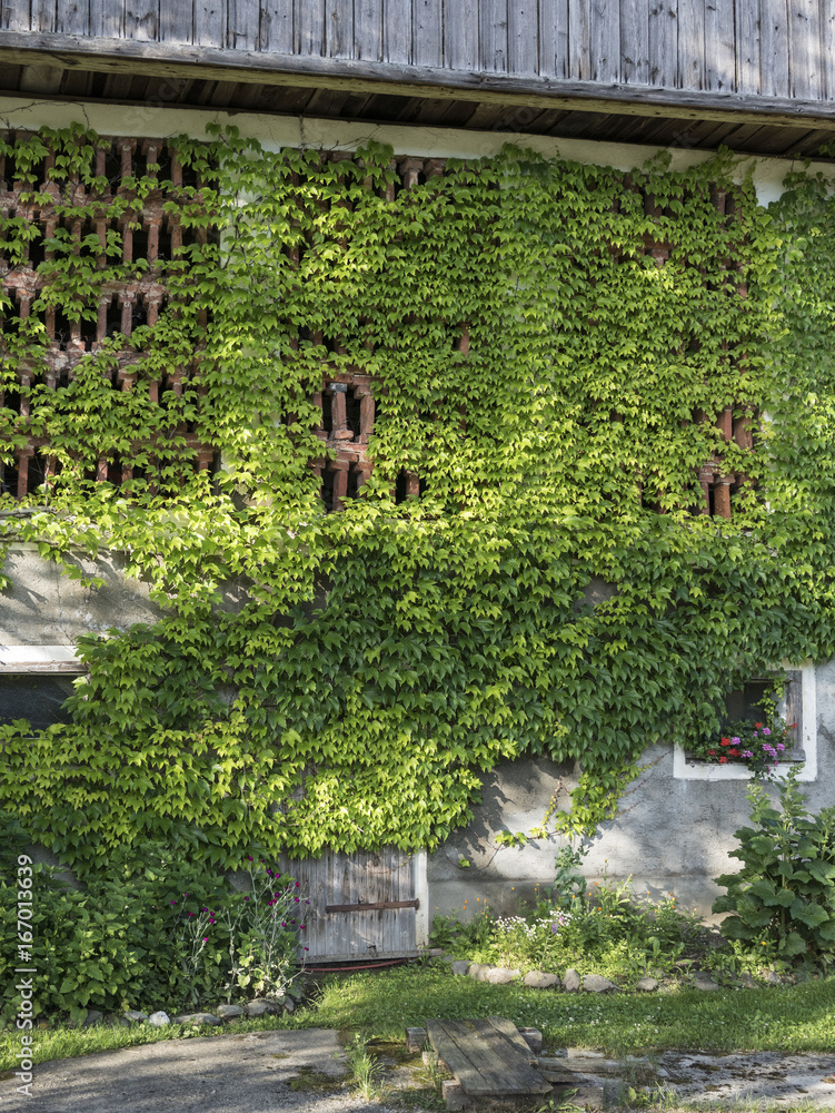 Wall of former stable with typical ventilation made from bricks and overgrown with grape ivy