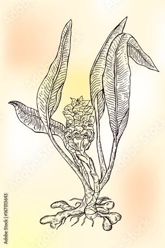 Ink turmeric herbal illustration. Hand drawn botanical sketch style. photo