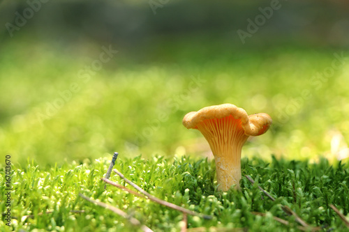 Mushroom chanterelle in moss forest