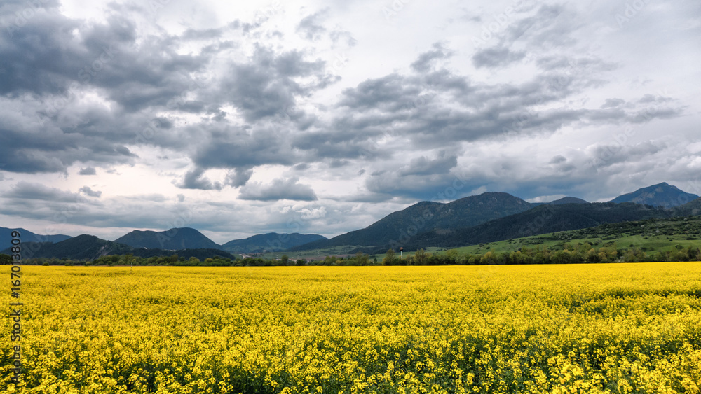 Sppring field and cloudscape