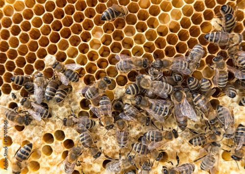 Bees in honeycomb © Jaroslav Moravcik