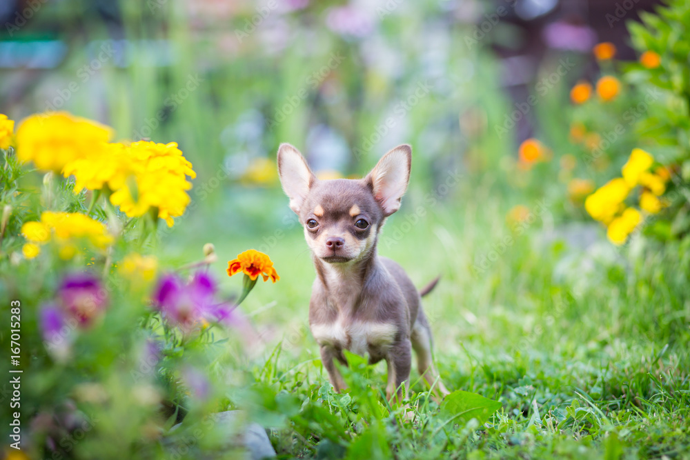 Beautiful chihuahua puppy on the garden by the some lovely flowers