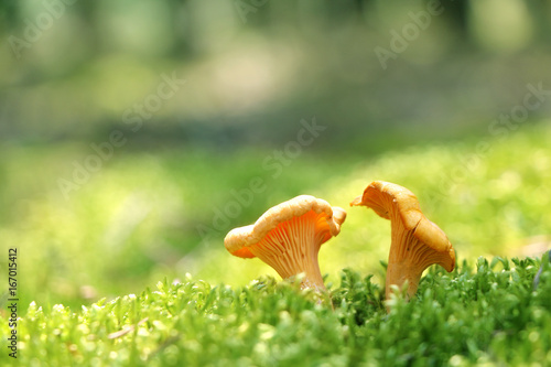 Two mushroom chanterelle in moss forest