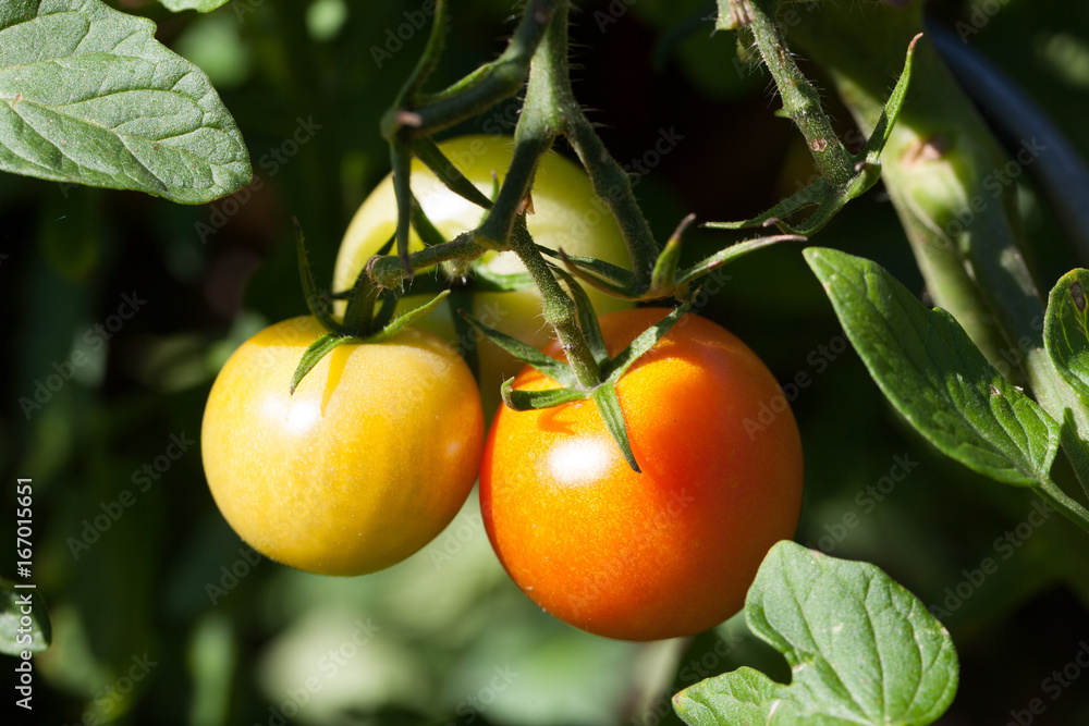 Colorfull Tomatoes 