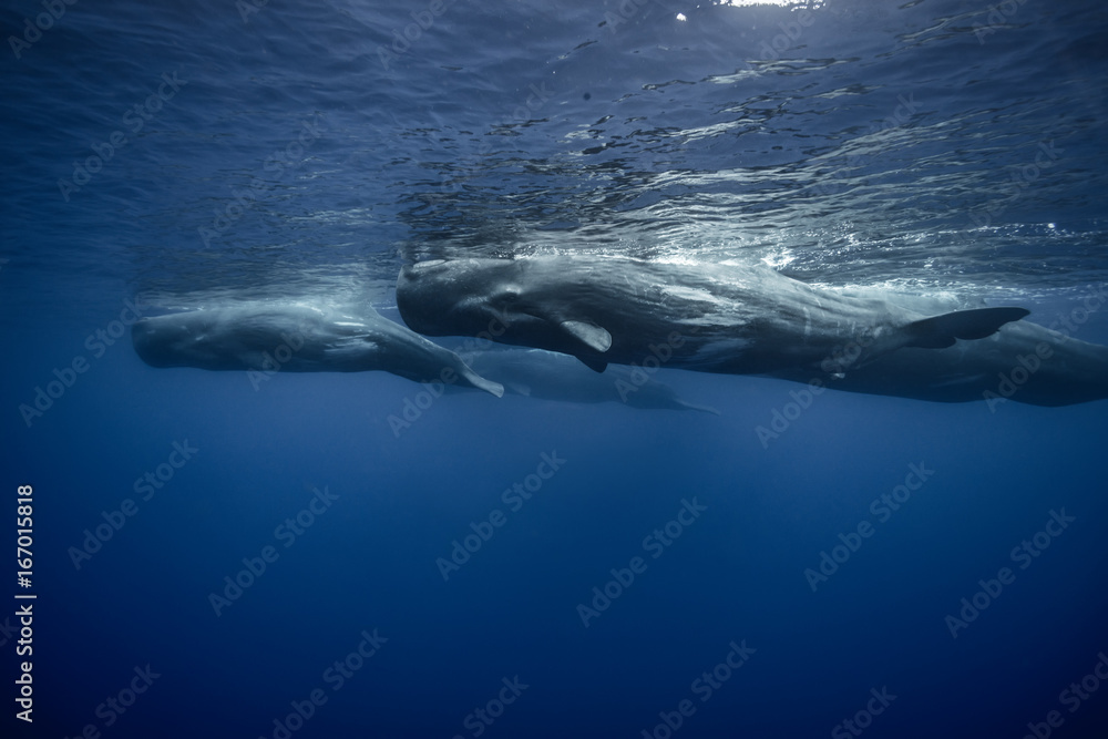 Underwater adventures with whales in Atlantic ocean water. Blue environmental marine background with family of four spermwhales traveling near water surface. Wildlife conservation concept