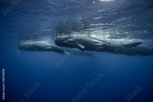 Underwater adventures with whales in Atlantic ocean water. Blue environmental marine background with family of four spermwhales traveling near water surface. Wildlife conservation concept photo