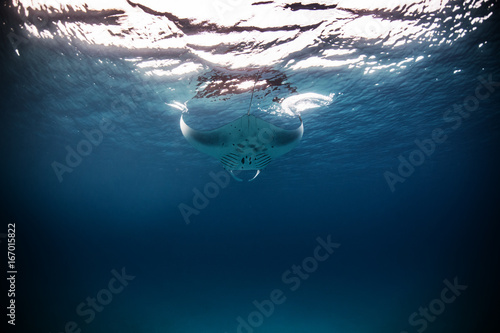 Mantaray against deep blue ocean water background