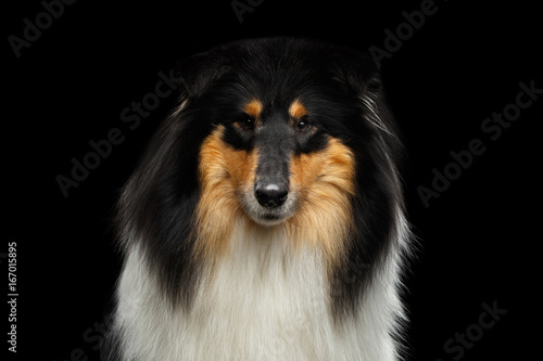 Portrait of Shetland Sheepdog Dog, Sheltie on Black Background, front view