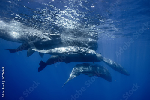 Underwater adventures with whales in Atlantic ocean water. Blue environmental marine background with seven spermwhales traveling near water surface. Wildlife conservation conceptual photograph
