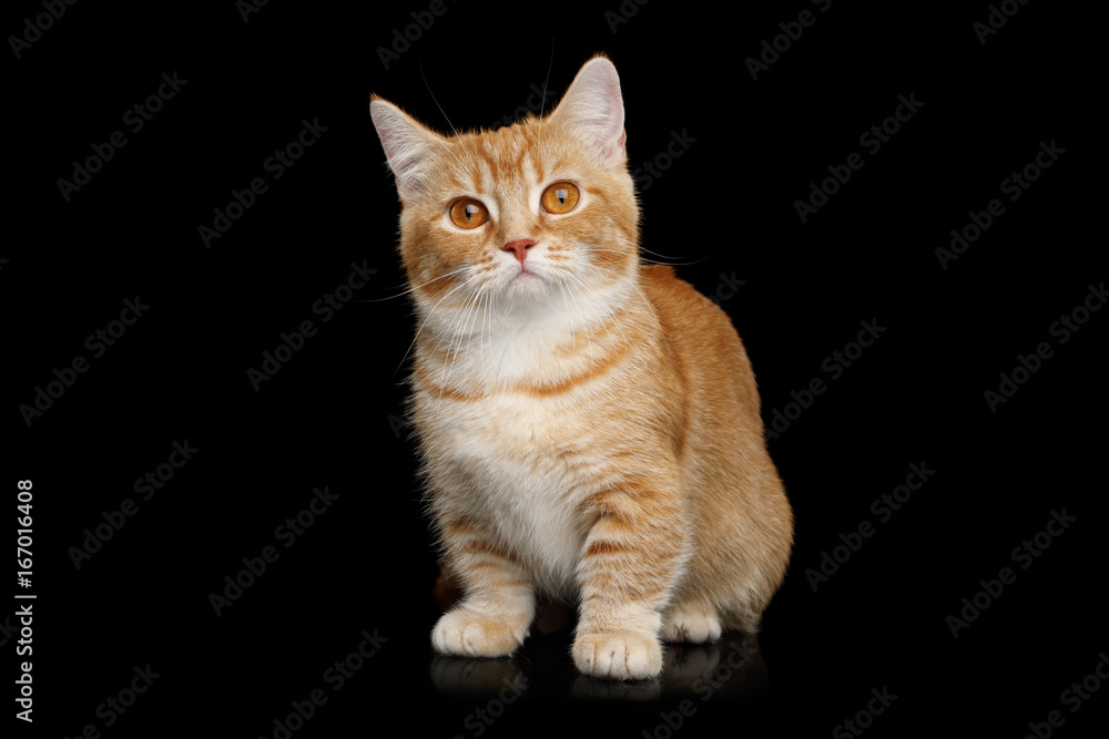 Ταπετσαρία Red Munchkin Cat Sitting and Looks Curious on Isolated Black background, front v