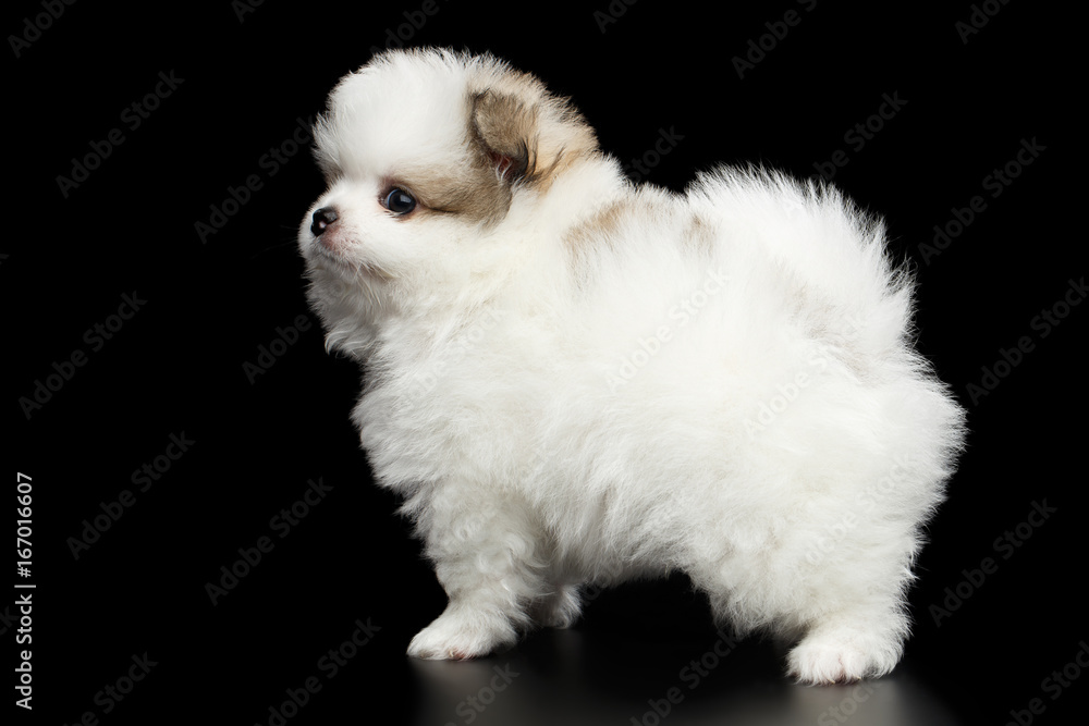 Groomed miniature Pomeranian Spitz white puppy Standing on black isolated  background, side view Stock Photo | Adobe Stock