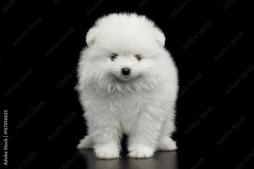 Groomed miniature Pomeranian Spitz white puppy Standing on black isolated background, front view