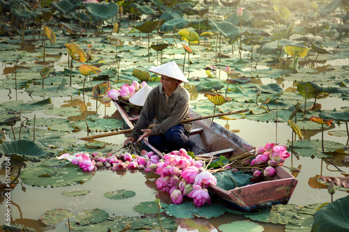 фотографія Agriculture is harvesting lotus in the swamp.