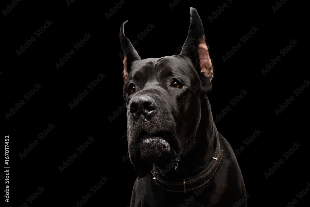 Close-up Portrait of Great Dane Dog Isolated on Black Background, studio shot - obrazy, fototapety, plakaty 