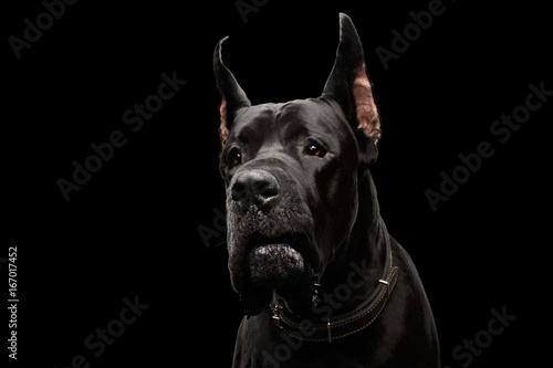 Close-up Portrait of Great Dane Dog Isolated on Black Background, studio shot