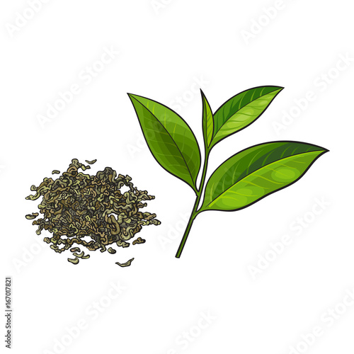 Hand drawn pile, heap, handful of dry green tea and fresh young leaf, sketch vector illustration isolated on white background. Realistic hand drawing of dry green tea and fresh leaf