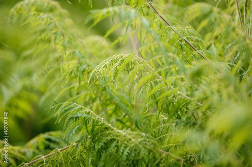 Background with green twigs and leaves
