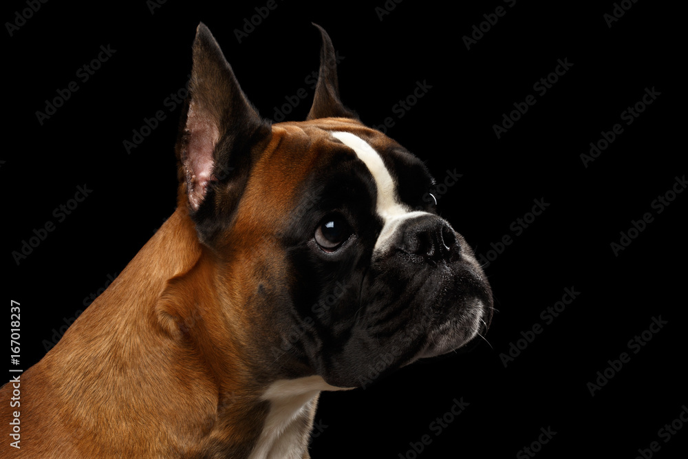Portrait of Adorable Boxer Dog Isolated on Black Background