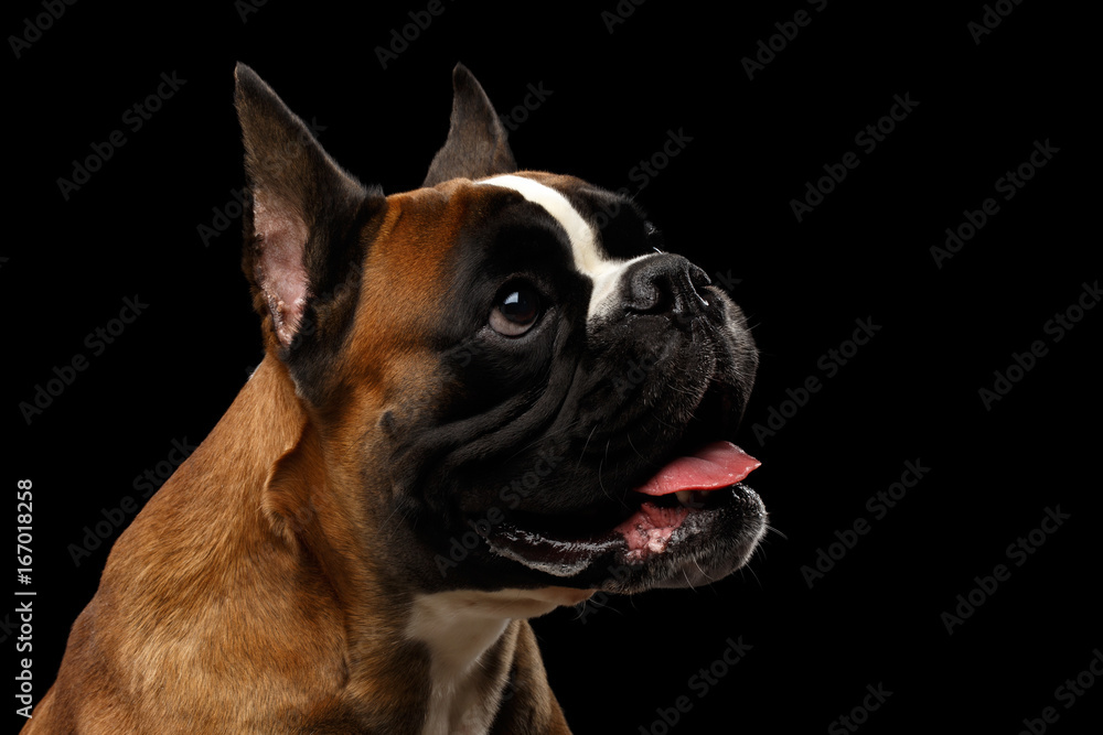 Portrait of Adorable Boxer Dog Isolated on Black Background
