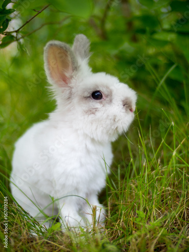 a cute Bunny under a Bush