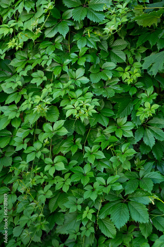 Background of fresh, juicy leaves of a girlish vine growing on the wall of a building or on a fence.