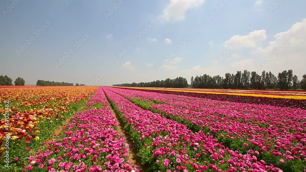 Big pink stripes of asian buttercup on a field Big pink stripes of asian buttercup on a field