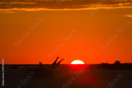 wildlife in Nxai Pan National Park