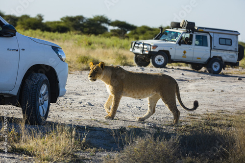 wildlife in Nxai Pan National Park photo