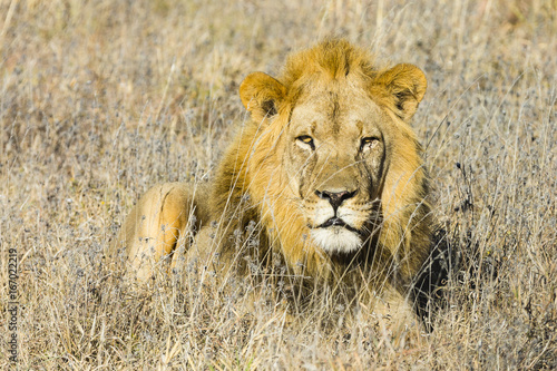 the wildlife of Central Kalahari Game Reserve