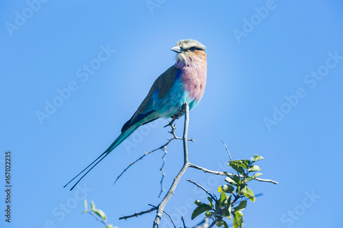 Картината върху платно the wildlife of Central Kalahari Game Reserve