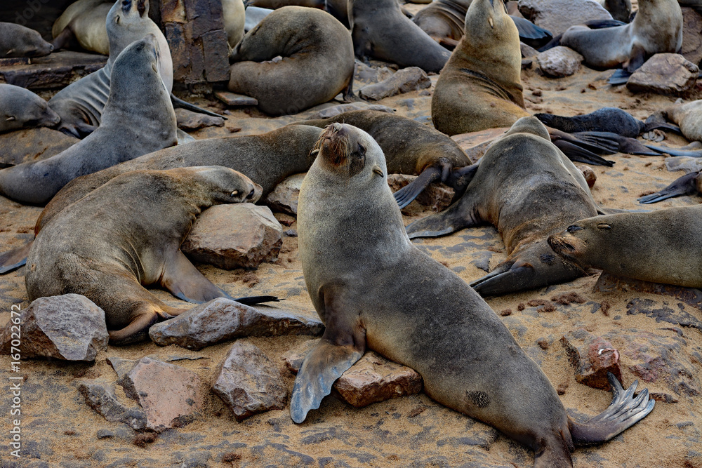 Fototapeta premium Namibia cape cross seal colony