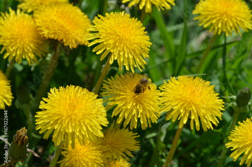 Fototapeta Naklejka Na Ścianę i Meble -  Одуванчики