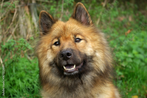  Eurasier dog portrait