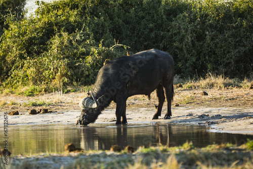 the wildlife of Savuti Marsh © barbarico
