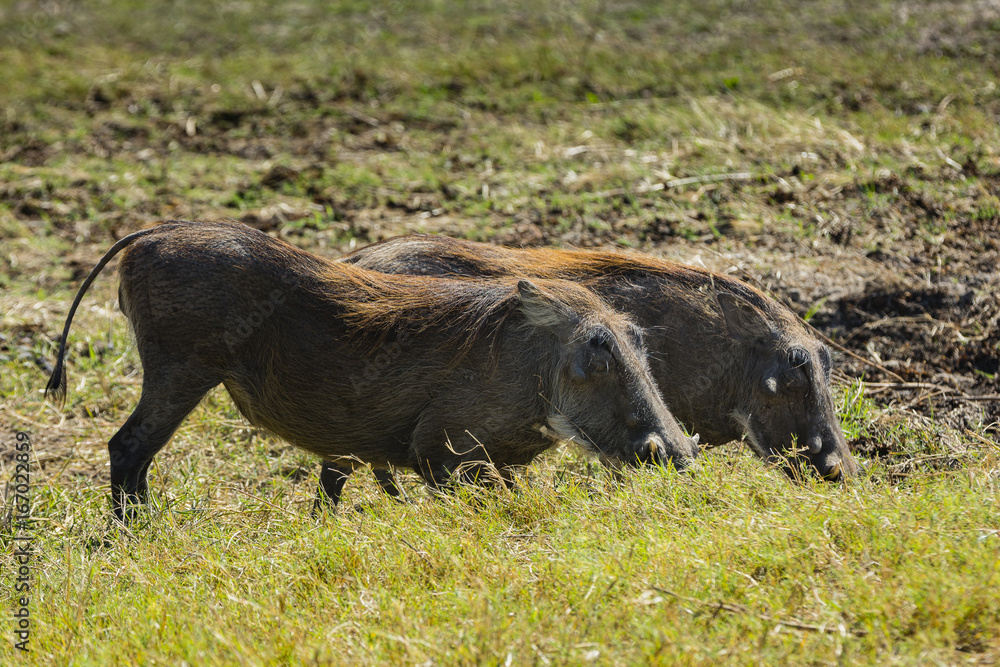 The wildlife of Chobe National Park The wildlife of Chobe National Park