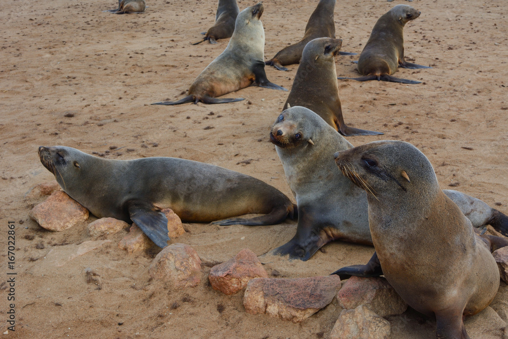 Fototapeta premium Namibia cape cross seal colony