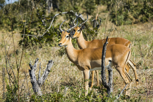 the wildlife of Savuti Marsh