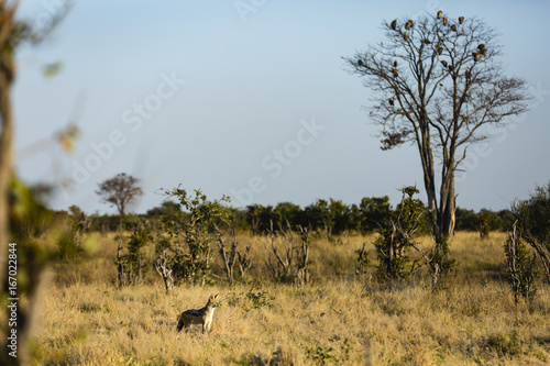 The wildlife of Chobe National Park