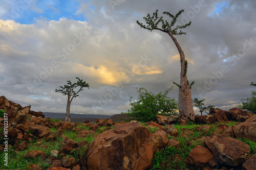 Namibia Damaraland bottle tree sunset 