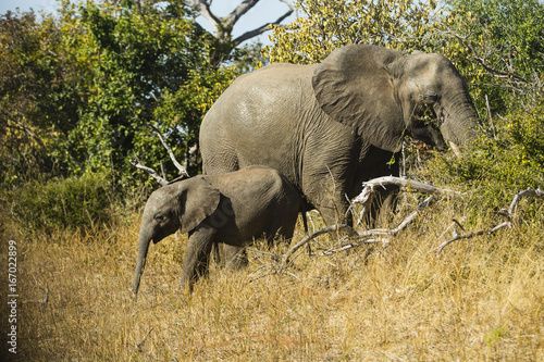 The wildlife of Chobe National Park