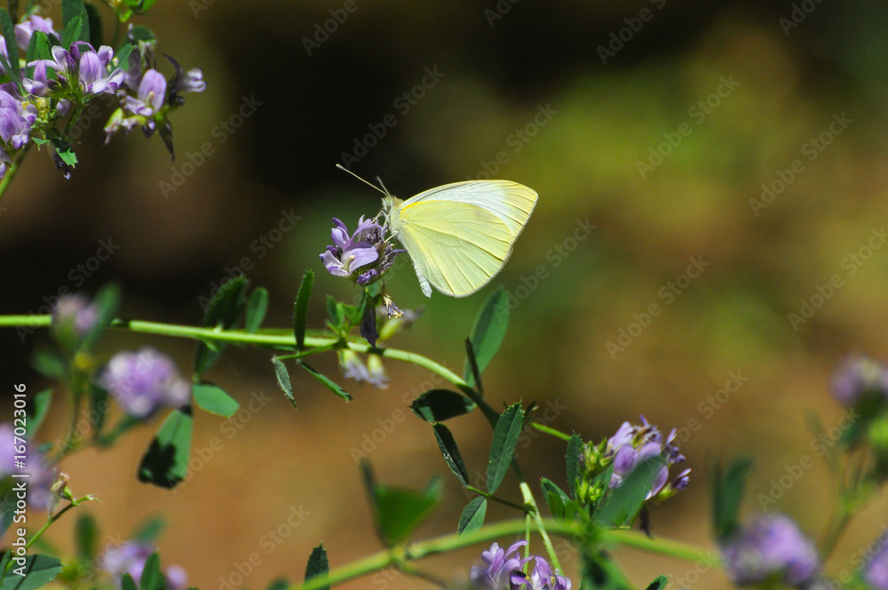Southern Small White butterfly, Pieris mannii on flowers in meadow. Small white butterfly feeding on flowers Southern Small White butterfly, Pieris mannii on flowers in meadow. Small white butterfly feeding on flowers