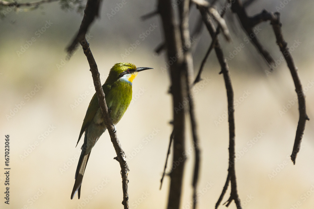 Obraz premium the wildlife of Central Kalahari Game Reserve