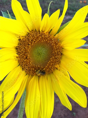 Bee feeding on a sunflower