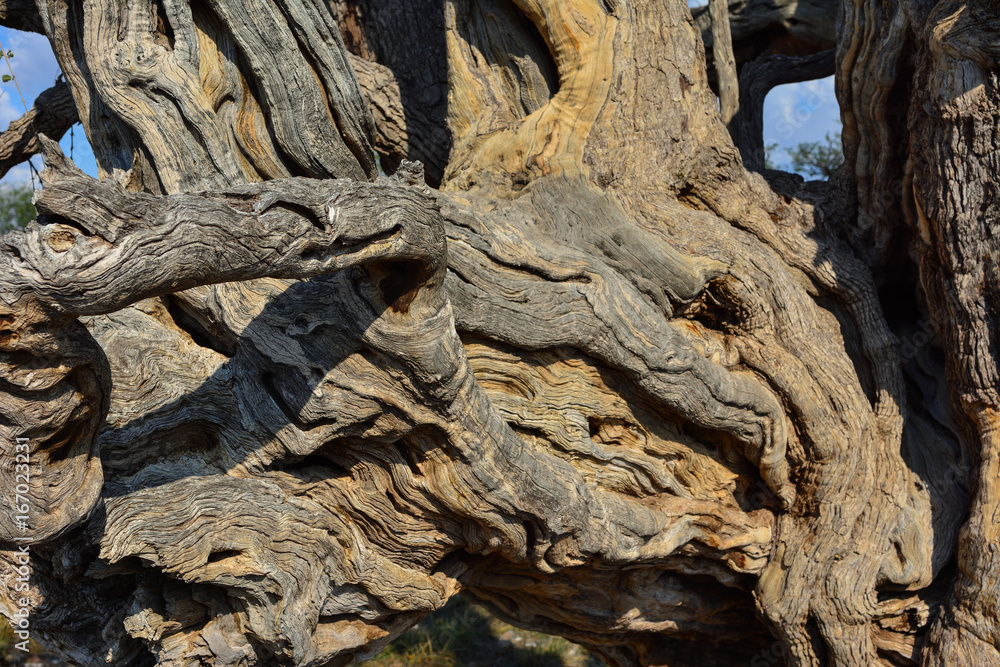 Namibia Damaraland tree bark