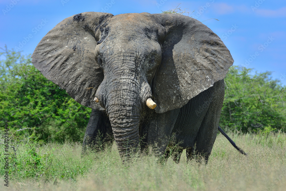 Obraz premium Namibia Etosha national park elephant