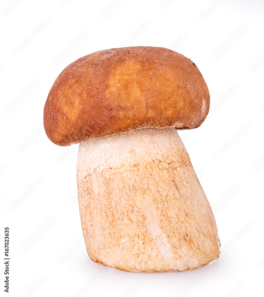 Brown mushroom on a white background Brown mushroom on a white background