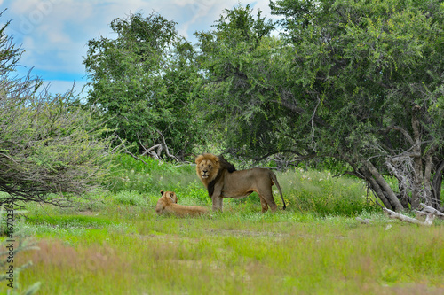 Namibia Etosha national park lion