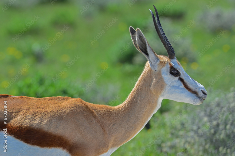 Naklejka premium Namibia Etosha national park springbock