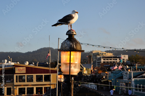 seagull in monterey