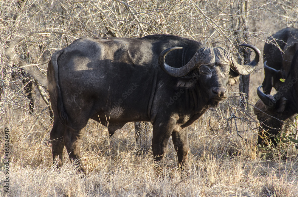 African buffalo 2 - Kruger National Park - South Africa